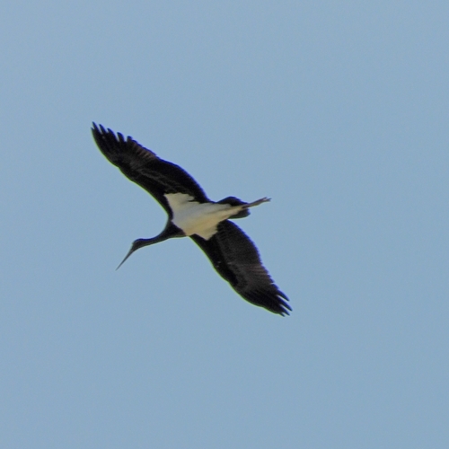iNaturalist image