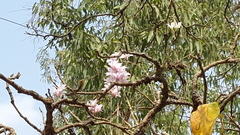 Dendrobium barbatulum