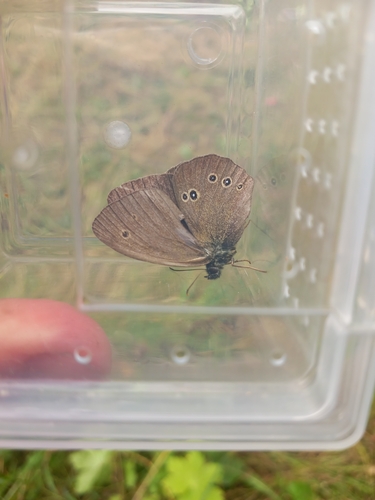 Ringlet