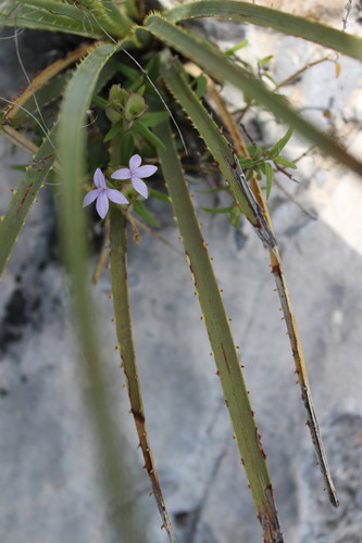 Image of Yeatesia platystegia by (c) Francisco Martínez González, some rights reserved (CC BY-SA)
