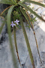 Yeatesia platystegia