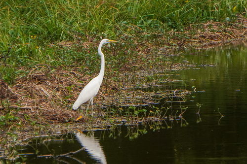 iNaturalist image