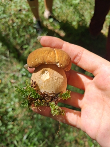 Summer Bolete