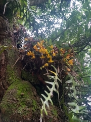 Lycaste aromatica