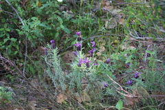 Lavandula stoechas