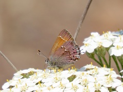 Callophrys muiri