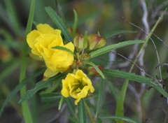 Oenothera serrulata