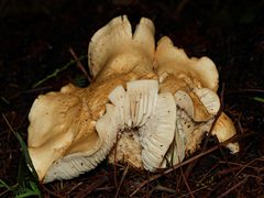 Leucopaxillus cerealis
