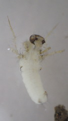 Ceraclea maculata