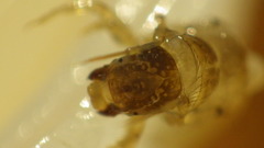Ceraclea maculata