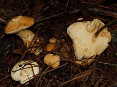 Leucopaxillus cerealis