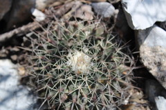 Mammillaria melanocentra melanocentra