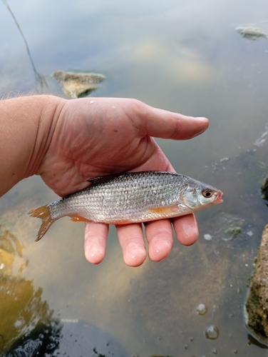 Common Roach