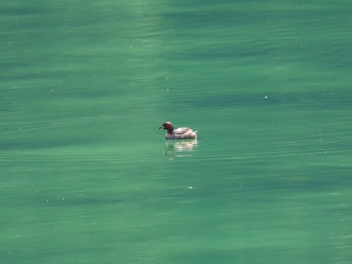 iNaturalist image