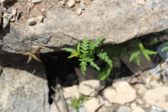 Chrysactinia pinnata