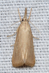 Diatraea evanescens