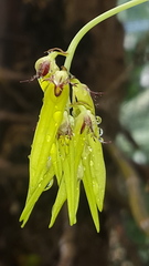Bulbophyllum fimbriatum