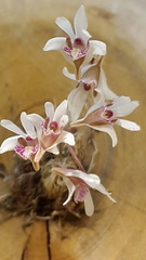 Dendrobium microbulbon