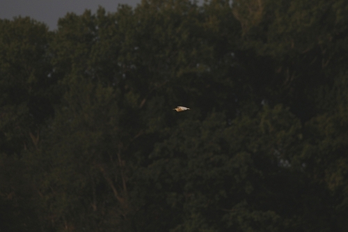iNaturalist: (c) Martina, some rights reserved (CC BY-NC), uploaded by Martina iNaturalist image