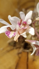 Dendrobium microbulbon