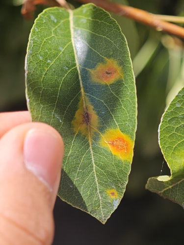 Pear Rust
