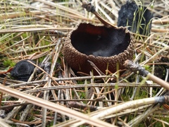 Plicaria endocarpoides