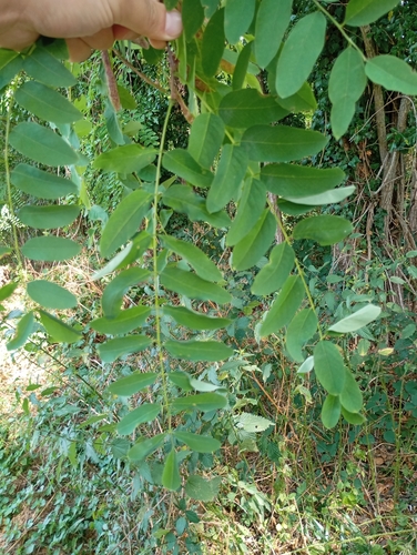 black locust