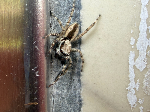 Gray Wall Jumping Spider