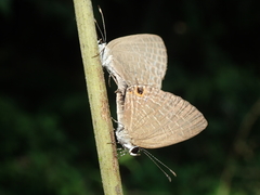 Jamides bochus formosanus
