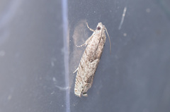 Pseudexentera spoliana