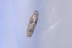 Pseudexentera spoliana
