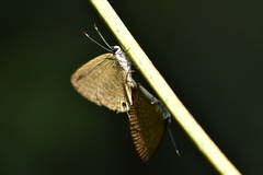 Jamides bochus formosanus