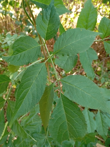 European black elderberry