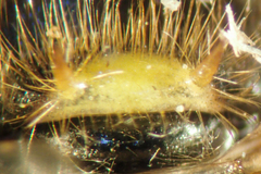 Stratiomys maculosa