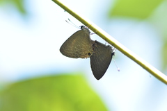 Jamides bochus formosanus