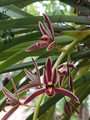 Cymbidium bicolor