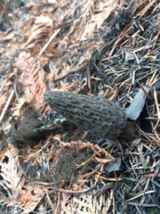 Morchella tomentosa