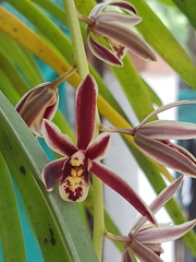 Cymbidium bicolor