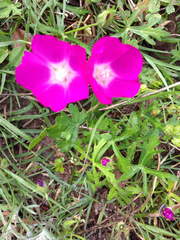 Callirhoe involucrata