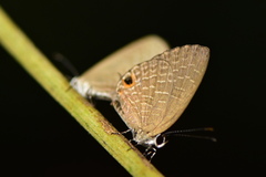 Jamides bochus formosanus