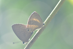 Jamides bochus formosanus