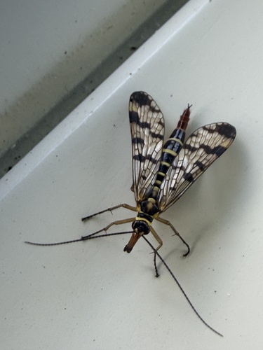 Meadow Scorpionfly