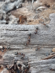 Liometopum orientale