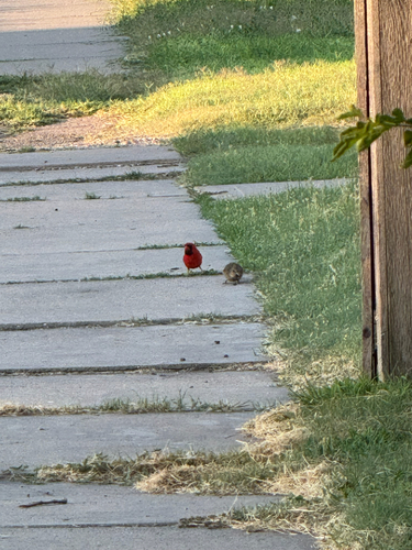 Northern Cardinal