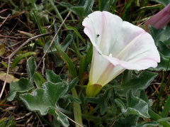 Calystegia collina