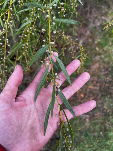 Acacia verniciflua, photograph 2