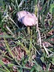 Fungi