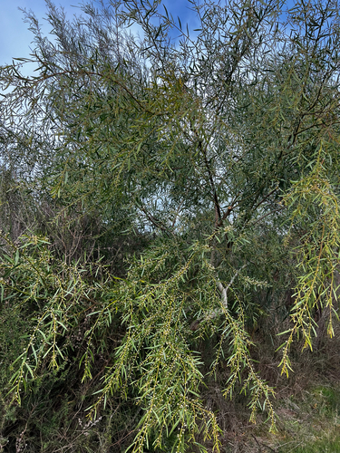 Acacia verniciflua, photograph 3