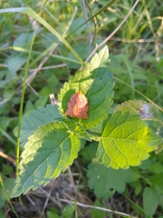 Archips rileyana