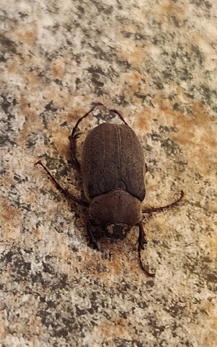 Phyllophaga crenulata photo 4